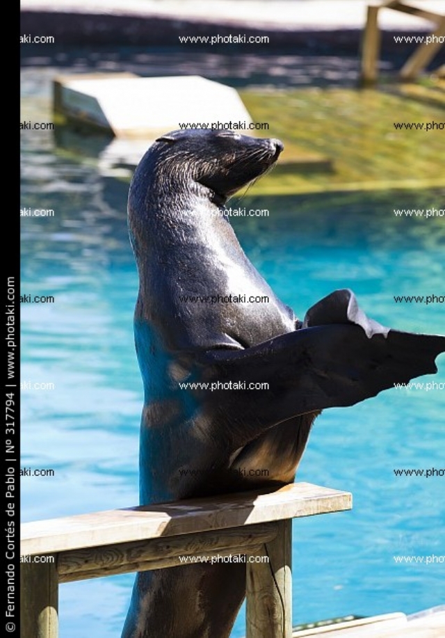 z94_foca-aplaudiendo-con-sus-aletas_3177